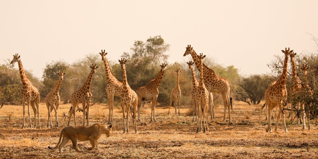 Zakouma National Park